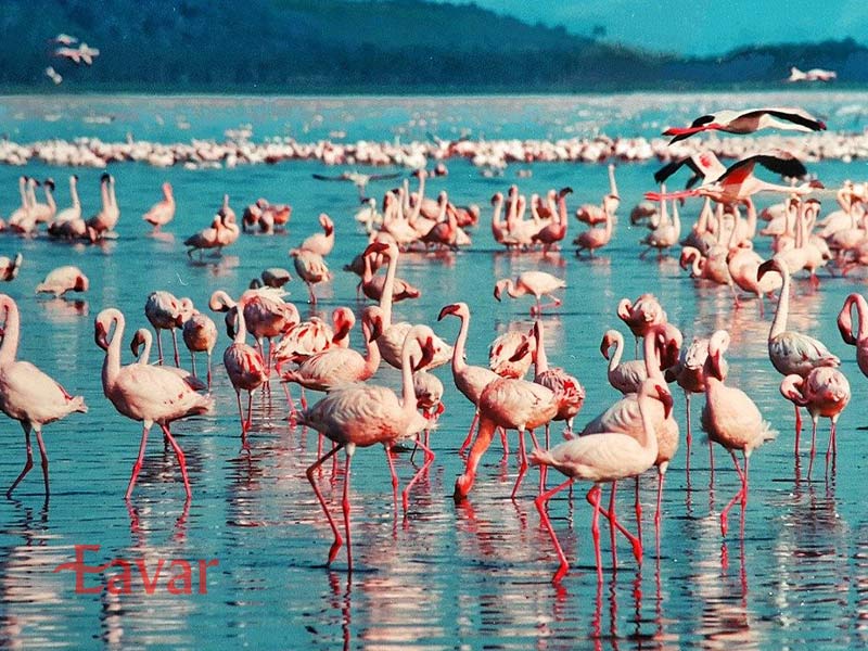 naivasha.jpg