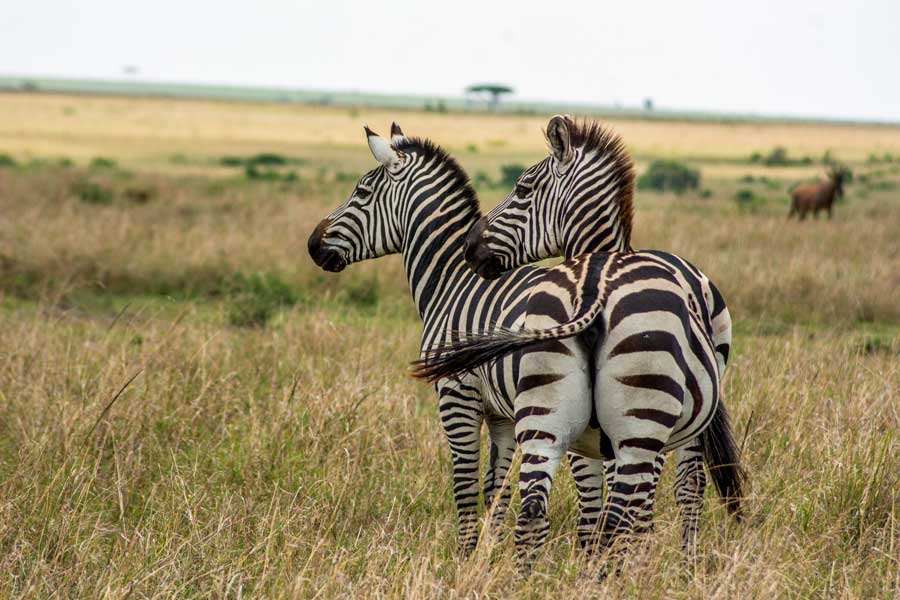 zebra-masaimara.jpg